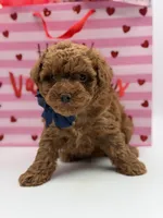 F1B Chase, a male Maltipoo for sale in Mayfield, KY – Photo 7 of 7