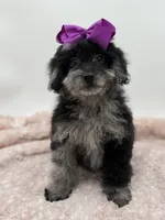 F2B McKenna, a female Miniature Goldendoodle for sale in Mayfield, KY – Photo 9 of 10