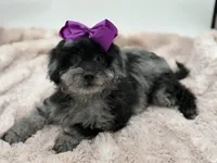 F2B McKenna, a female Miniature Goldendoodle for sale in Mayfield, KY – Photo 6 of 10