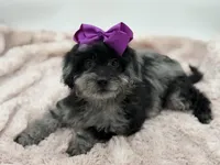 F2B McKenna, a female Miniature Goldendoodle for sale in Mayfield, KY – Photo 5 of 10