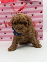 F1B Chase, a male Maltipoo for sale in Mayfield, KY – Photo 3 of 7