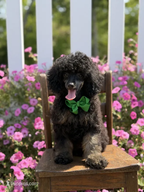 AKC Parker – Poodle - Toy  puppy for sale in Mayfield, KY