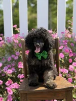 AKC Parker, a male Poodle - Toy  for sale in Mayfield, KY – 1 of 10