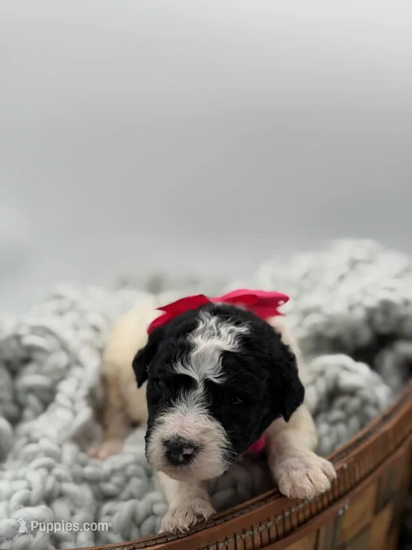 AKC Pink Tri – Poodle - Multi-Colored Standard puppy for sale in Mayfield, KY