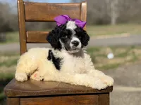 AKC Winter, a male Poodle - Multi-Colored Standard for sale in Mayfield, KY – Photo 4 of 7