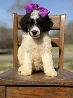 AKC Winter, a male Poodle - Multi-Colored Standard for sale in Mayfield, KY – Photo 5 of 7