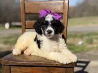 AKC Winter, a male Poodle - Multi-Colored Standard for sale in Mayfield, KY – Photo 6 of 7