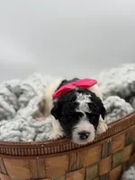 AKC Pink Tri, a male Poodle - Multi-Colored Standard for sale in Mayfield, KY – Photo 2 of 5