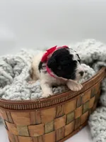 AKC Pink Tri, a male Poodle - Multi-Colored Standard for sale in Mayfield, KY – Photo 5 of 5