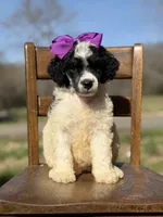 AKC Winter, a male Poodle - Multi-Colored Standard for sale in Mayfield, KY – Photo 3 of 7