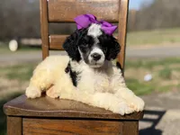 AKC Winter, a male Poodle - Multi-Colored Standard for sale in Mayfield, KY – Photo 7 of 7