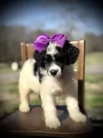 AKC Winter, a male Poodle - Multi-Colored Standard for sale in Mayfield, KY – Photo 2 of 7