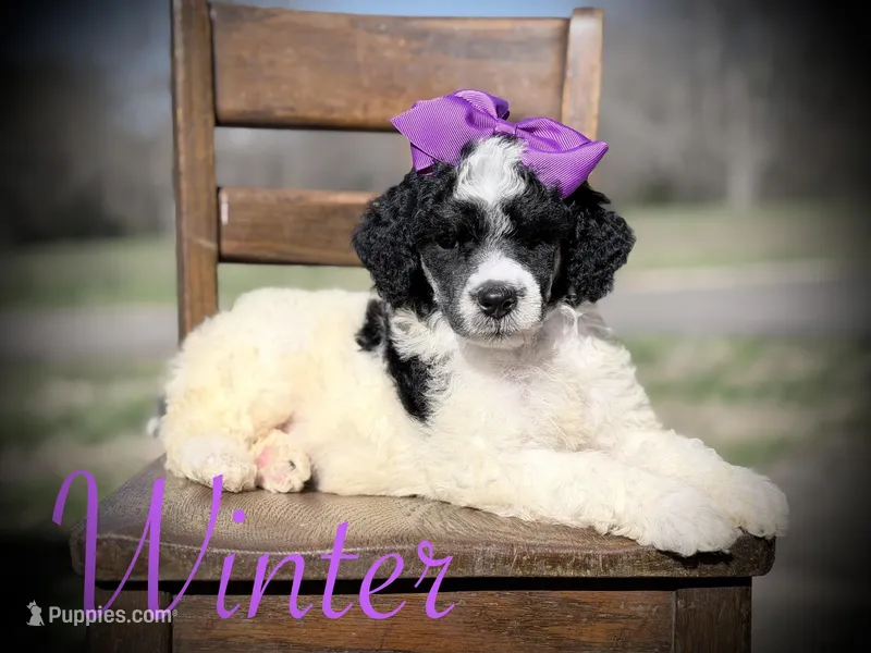 AKC Winter – Poodle - Multi-Colored Standard puppy for sale in Mayfield, KY