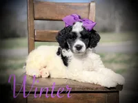 AKC Winter, a male Poodle - Multi-Colored Standard for sale in Mayfield, KY – Photo 1 of 7