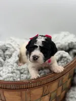 AKC Pink Tri, a male Poodle - Multi-Colored Standard for sale in Mayfield, KY – Photo 4 of 5