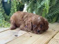 F1 Cody, a male Cavapoo for sale in Mayfield, KY – 2 of 5