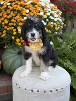F1 Victoria, a female Bernedoodle for sale in Mayfield, KY – 7 of 10
