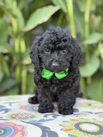 Ethan, a male Miniature Bernedoodle for sale in Mayfield, KY – 2 of 5