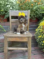 Tessa, a female Shihpoo for sale in Mayfield, KY – 5 of 10
