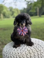 AKC DNA tested Finn, a male Poodle - Miniature  for sale in Mayfield, KY – 9 of 10