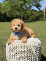 Nolan, a male Miniature Goldendoodle for sale in Mayfield, KY – 9 of 10
