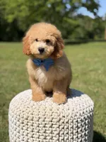 Nolan, a male Miniature Goldendoodle for sale in Mayfield, KY – 3 of 10