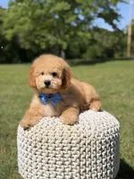 Nolan, a male Miniature Goldendoodle for sale in Mayfield, KY – 10 of 10