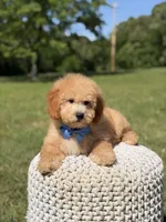 Nolan, a male Miniature Goldendoodle for sale in Mayfield, KY – 7 of 10