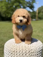 Nolan, a male Miniature Goldendoodle for sale in Mayfield, KY – 2 of 10