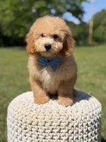 Nolan, a male Miniature Goldendoodle for sale in Mayfield, KY – 5 of 10