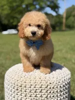 Nolan, a male Miniature Goldendoodle for sale in Mayfield, KY – 4 of 10