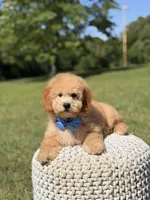 Nolan, a male Miniature Goldendoodle for sale in Mayfield, KY – 8 of 10