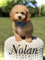 Nolan, a male Miniature Goldendoodle for sale in Mayfield, KY – 1 of 10