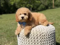 Nolan, a male Miniature Goldendoodle for sale in Mayfield, KY – 6 of 10