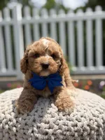 F1 Jordan, a male Cavapoo for sale in Mayfield, KY – 3 of 8
