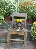 Tessa, a female Shihpoo for sale in Mayfield, KY – 2 of 10