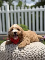 F1 Jackson , a male Cavapoo for sale in Mayfield, KY – 2 of 7