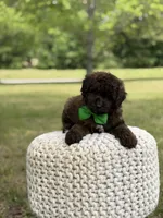 Beckett, a male Miniature Goldendoodle for sale in Mayfield, KY – 9 of 10