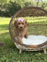 Betsie, a female Miniature Goldendoodle for sale in Mayfield, KY – 8 of 8