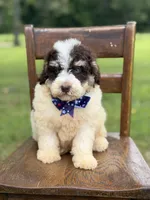Uncle Sam , a male Miniature Bernedoodle for sale in Mayfield, KY – 9 of 10
