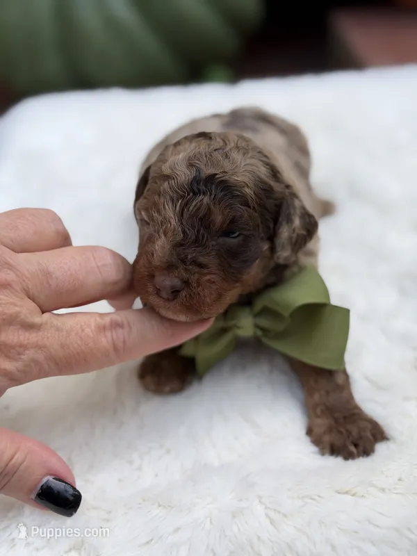 Green bow – Miniature Bernedoodle puppy for sale in Mayfield, KY