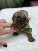 Green bow, a male Miniature Bernedoodle for sale in Mayfield, KY – 1 of 10