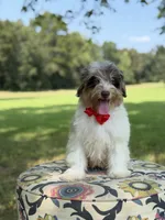 Freedom, a male Miniature Bernedoodle for sale in Mayfield, KY – 2 of 10