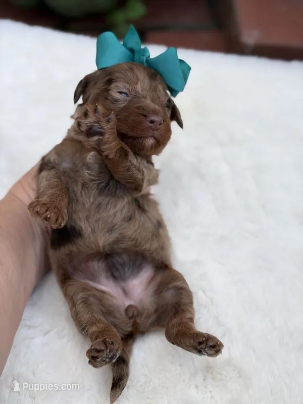 Teal bow – Miniature Bernedoodle puppy for sale in Mayfield, KY