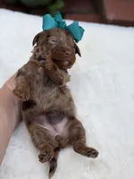 Teal bow, a female Miniature Bernedoodle for sale in Mayfield, KY – 1 of 7