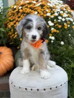 F1 Vanessa, a female Bernedoodle for sale in Mayfield, KY – 3 of 10