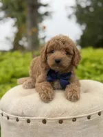 Pete, a male Miniature Goldendoodle for sale in Mayfield, KY – 7 of 10