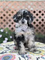 AKC Portet, a male Poodle - Toy  for sale in Mayfield, KY – 9 of 10