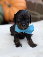 Blue bow, a male Cavapoo for sale in Mayfield, KY – 2 of 10
