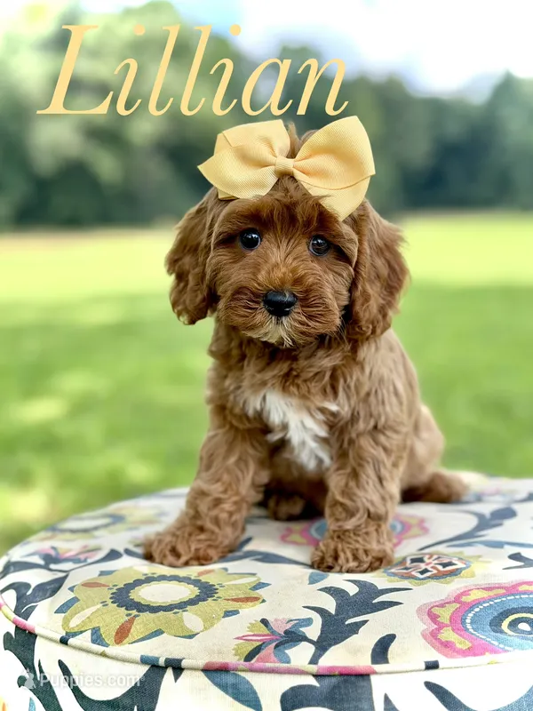 F1B Lillian – Cavapoo puppy for sale in Mayfield, KY